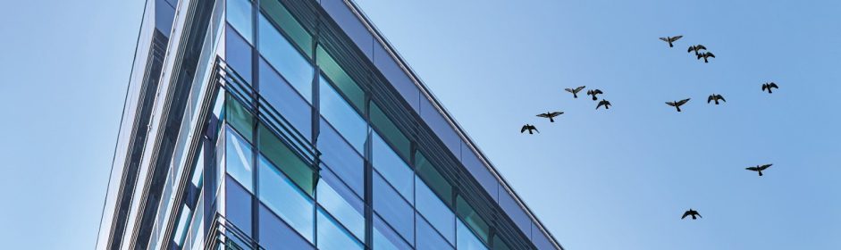 Glass for bird-friendly design