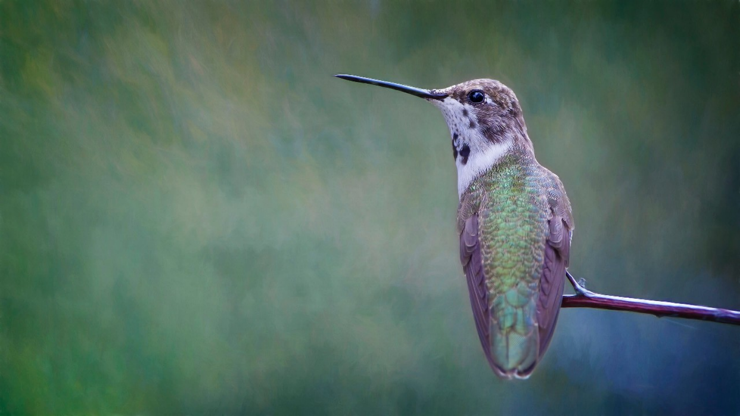 En rendant le verre plus sûr pour les oiseaux 